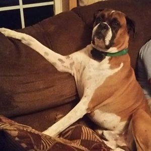 Meet your Posher, Frank